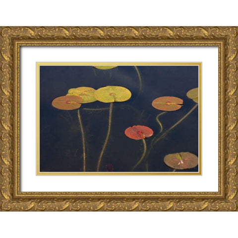 Lilypad II Gold Ornate Wood Framed Art Print with Double Matting by Stelfox, Norm