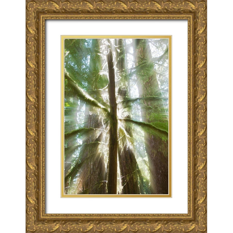 Trees Bathed in Light I Gold Ornate Wood Framed Art Print with Double Matting by Stelfox, Norm
