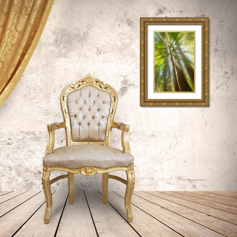 Trees Bathed in Light II Gold Ornate Wood Framed Art Print with Double Matting by Stelfox, Norm