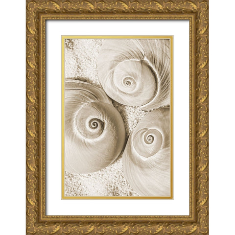 seashell II Gold Ornate Wood Framed Art Print with Double Matting by Stelfox, Norm