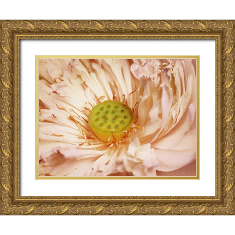 Peaches and Cream Gold Ornate Wood Framed Art Print with Double Matting by PI Studio