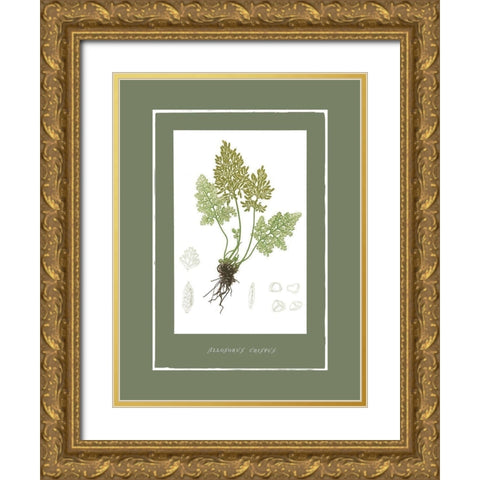 Green Botanics III Gold Ornate Wood Framed Art Print with Double Matting by PI Studio