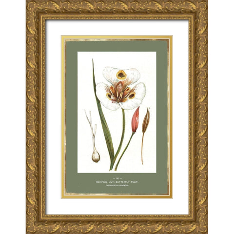 Green Botanics IV Gold Ornate Wood Framed Art Print with Double Matting by PI Studio