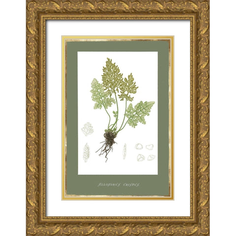 Botanical Garden IV Gold Ornate Wood Framed Art Print with Double Matting by PI Studio