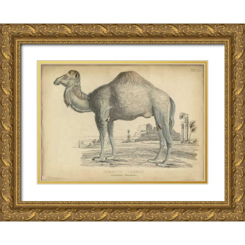 Camel Bactarnian  Gold Ornate Wood Framed Art Print with Double Matting by PI Collection