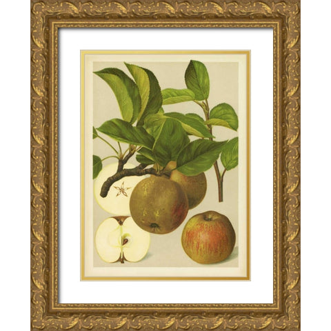 Russet Apples I Gold Ornate Wood Framed Art Print with Double Matting by PI Collection
