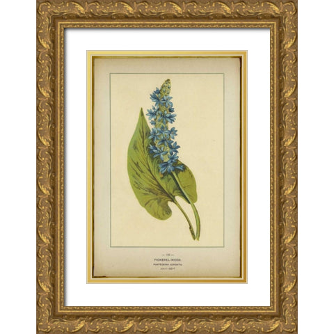 Pickerel Weed Gold Ornate Wood Framed Art Print with Double Matting by PI Collection
