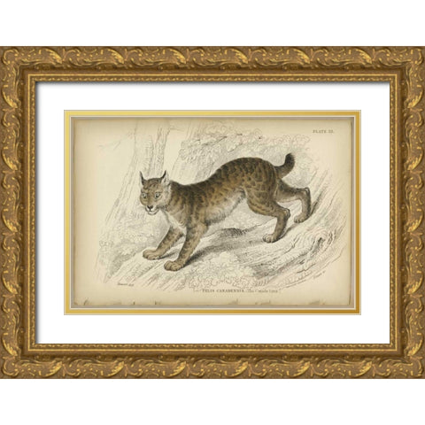 Felis Canadenis Lynx  Gold Ornate Wood Framed Art Print with Double Matting by PI Collection
