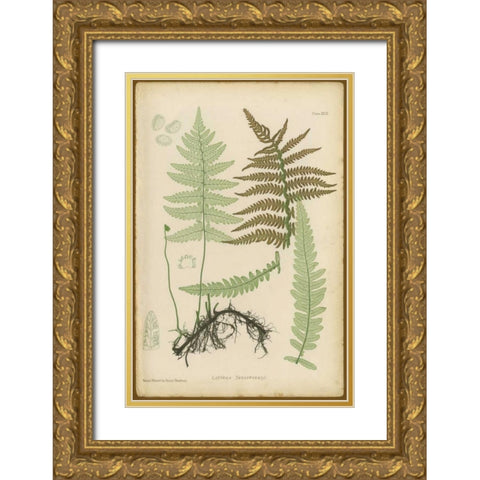 Lastrea Thelypteris Gold Ornate Wood Framed Art Print with Double Matting by PI Collection