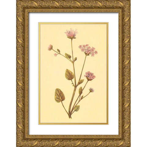 Abronia Turbinata Gold Ornate Wood Framed Art Print with Double Matting by PI Collection
