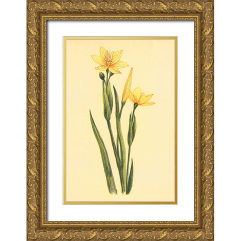 Arizona Sisrinchium  Gold Ornate Wood Framed Art Print with Double Matting by PI Collection