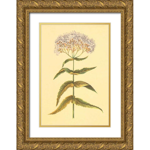 Boneset and Ague Weed Gold Ornate Wood Framed Art Print with Double Matting by PI Collection