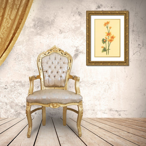 Calthra Palustris  Gold Ornate Wood Framed Art Print with Double Matting by PI Collection