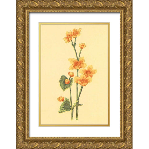 Calthra Palustris  Gold Ornate Wood Framed Art Print with Double Matting by PI Collection