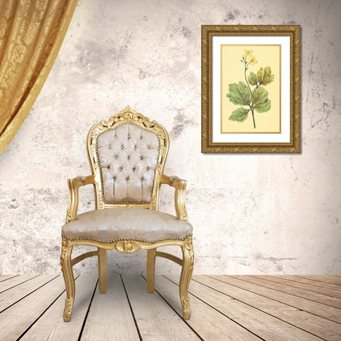 Chelidonium Majus Gold Ornate Wood Framed Art Print with Double Matting by PI Collection
