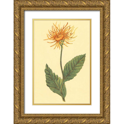 Ellecampane Gold Ornate Wood Framed Art Print with Double Matting by PI Collection