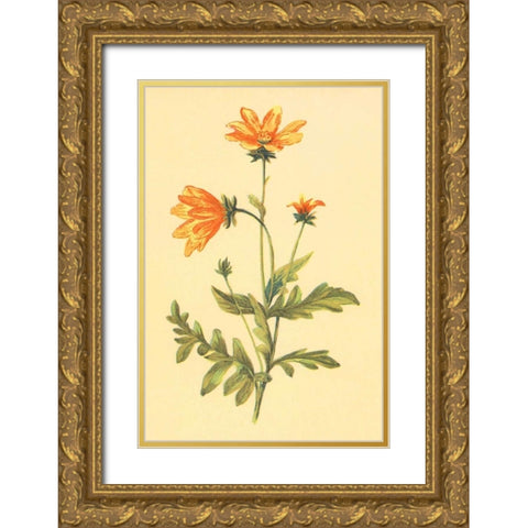 Engelmannia Gold Ornate Wood Framed Art Print with Double Matting by PI Collection