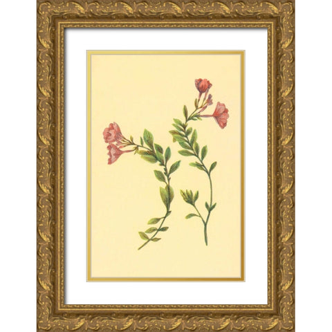 Epilobium Rigidum Gold Ornate Wood Framed Art Print with Double Matting by PI Collection