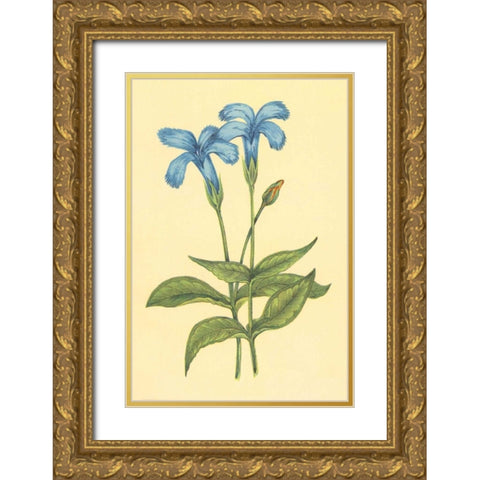 Finged Gentian Gold Ornate Wood Framed Art Print with Double Matting by PI Collection