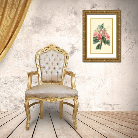Impatiens Platypetala Gold Ornate Wood Framed Art Print with Double Matting by PI Collection