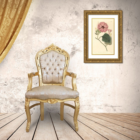 Ipomea Jalapa Gold Ornate Wood Framed Art Print with Double Matting by PI Collection