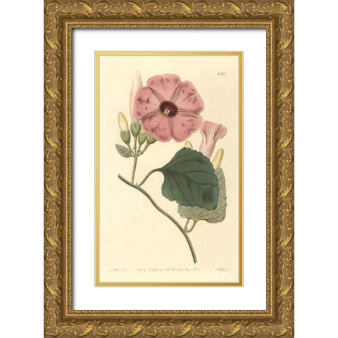 Ipomea Jalapa Gold Ornate Wood Framed Art Print with Double Matting by PI Collection