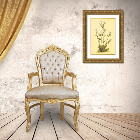 Kings Eritrichium Gold Ornate Wood Framed Art Print with Double Matting by PI Collection