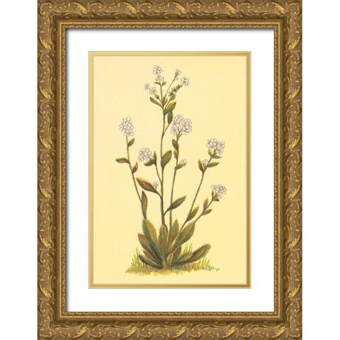 Kings Eritrichium Gold Ornate Wood Framed Art Print with Double Matting by PI Collection
