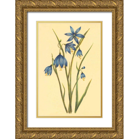 Large Flowered Blue Eyed Grass Gold Ornate Wood Framed Art Print with Double Matting by PI Collection