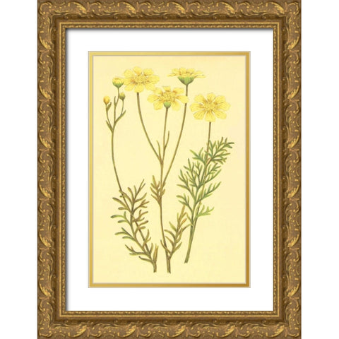 Newberry Leucampyx Gold Ornate Wood Framed Art Print with Double Matting by PI Collection