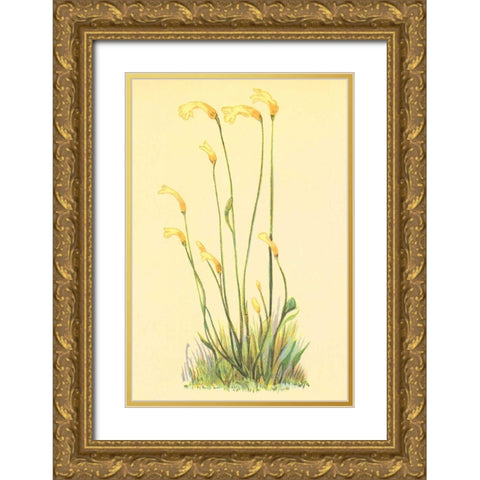 One Flowered Root Gold Ornate Wood Framed Art Print with Double Matting by PI Collection