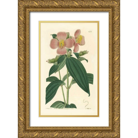 Osbekia Stellata Gold Ornate Wood Framed Art Print with Double Matting by PI Collection