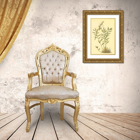 Oxytropis Lamberti Gold Ornate Wood Framed Art Print with Double Matting by PI Collection