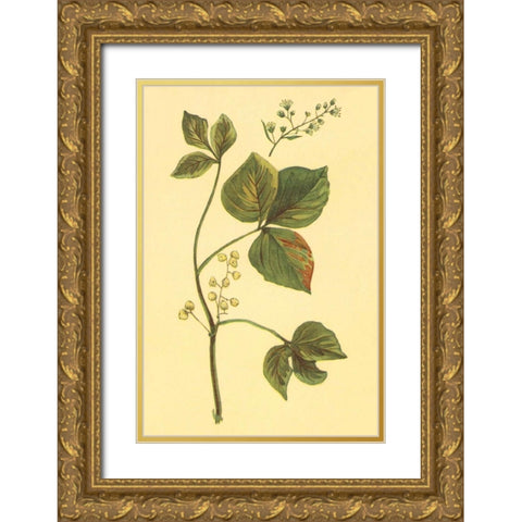 Poison Ivy and Poison Oak Gold Ornate Wood Framed Art Print with Double Matting by PI Collection