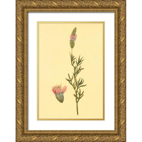 Praire Clover Gold Ornate Wood Framed Art Print with Double Matting by PI Collection