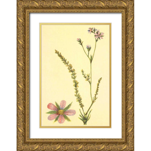Purplish Horkelia Gold Ornate Wood Framed Art Print with Double Matting by PI Collection