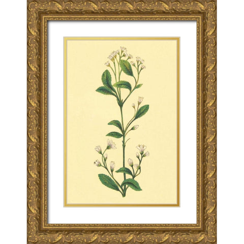 Service Berry and Shad Bush Gold Ornate Wood Framed Art Print with Double Matting by PI Collection