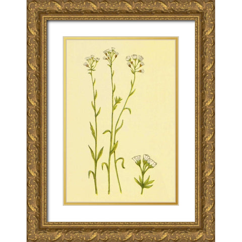 Smooth Rock Cress Gold Ornate Wood Framed Art Print with Double Matting by PI Collection
