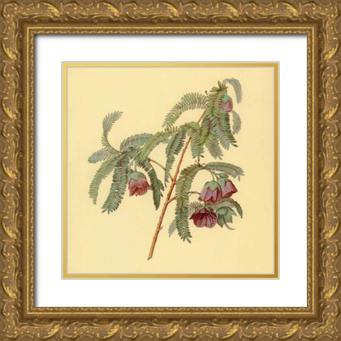 Spaendoncea Tamarandifolia Gold Ornate Wood Framed Art Print with Double Matting by PI Collection