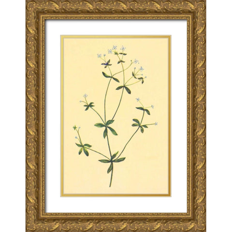 Sweet Scented Bedstraw Gold Ornate Wood Framed Art Print with Double Matting by PI Collection