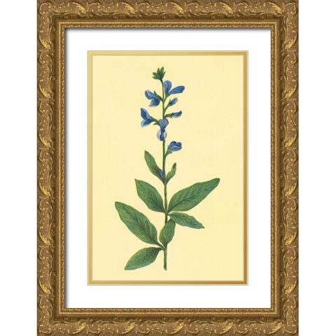 Tick Trefoil Gold Ornate Wood Framed Art Print with Double Matting by PI Collection