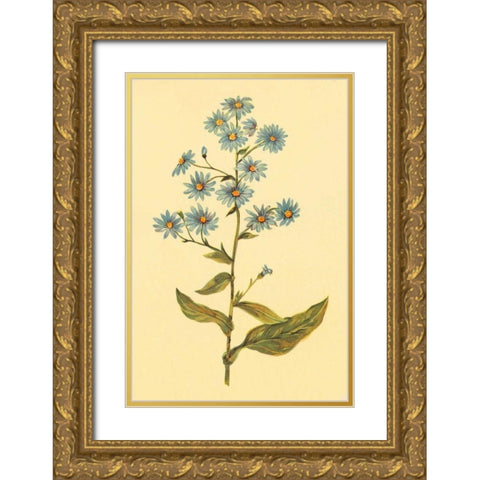 Wavy Leaved Aster Gold Ornate Wood Framed Art Print with Double Matting by PI Collection