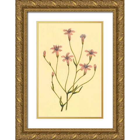 Wheelers Chaetadelpha Gold Ornate Wood Framed Art Print with Double Matting by PI Collection