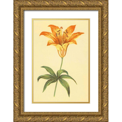Wild Orange Lily Gold Ornate Wood Framed Art Print with Double Matting by PI Collection