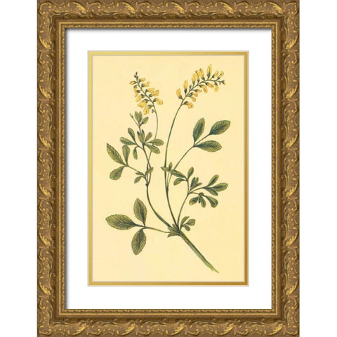 Yellow Melilot and Sweet Clover Gold Ornate Wood Framed Art Print with Double Matting by PI Collection