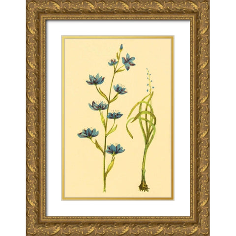 Zygadenus Gold Ornate Wood Framed Art Print with Double Matting by PI Collection