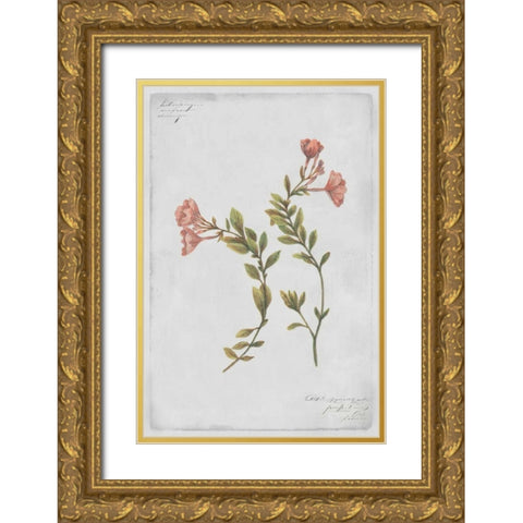 Epilobium Rigidum Gold Ornate Wood Framed Art Print with Double Matting by PI Collection