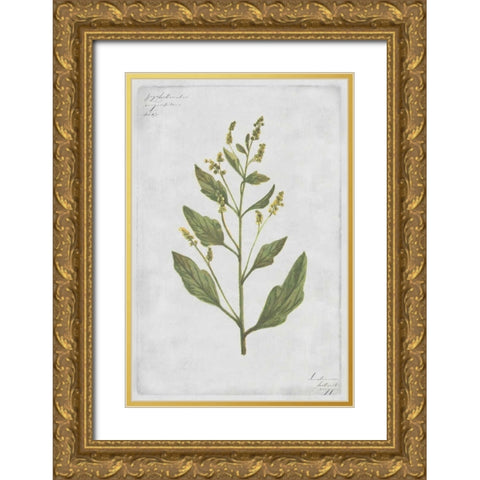 Lambs Quarters Gold Ornate Wood Framed Art Print with Double Matting by PI Collection