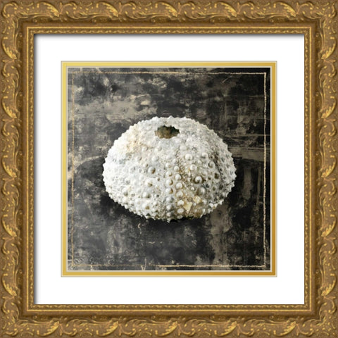 Marble Shell Series I Gold Ornate Wood Framed Art Print with Double Matting by Selkirk, Edward