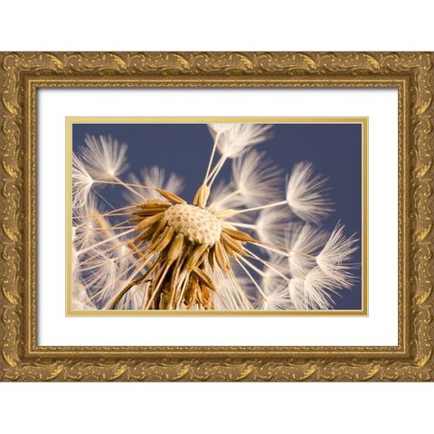 andelion Explosion Gold Ornate Wood Framed Art Print with Double Matting by Schwartz, Don